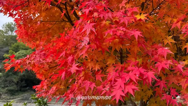 大洲・内子町_12月でもまだ間に合う紅葉スポットまとめ