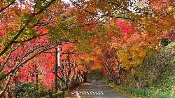 内子町「龍王公園」の紅葉トンネルが見頃に