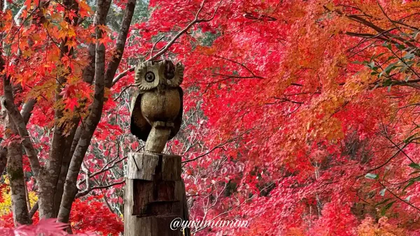 龍王公園のトンネル近くにいるフクロウ