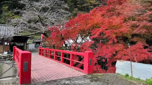 大洲市白滝公園の紅葉が見頃1