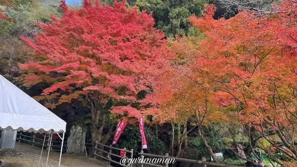 大洲市白滝公園の紅葉が見頃2