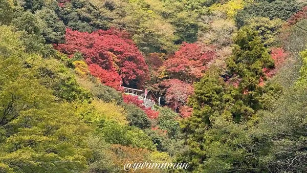 大洲市白滝公園_山頂も真っ赤に紅葉