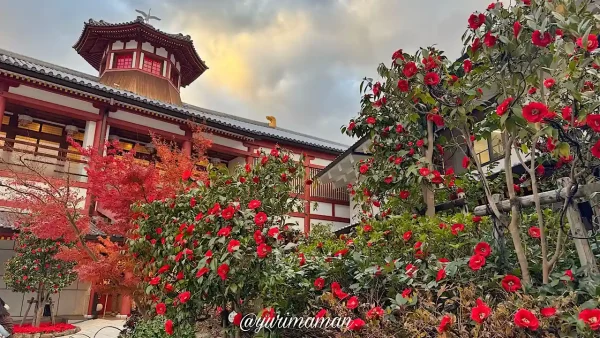 昼間の飛鳥乃湯泉、椿の花が彩る美しい庭園の風景