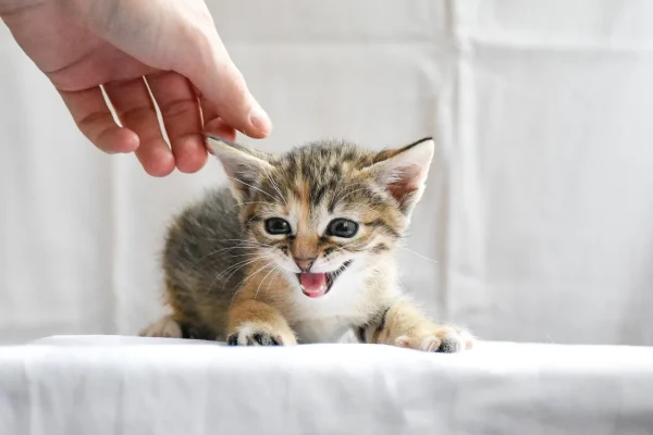 『うちの子みっけ』犬猫譲渡会のイメージ画像