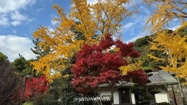 和霊公園の紅葉、赤と黄色に色づくもみじとイチョウの美しい景色