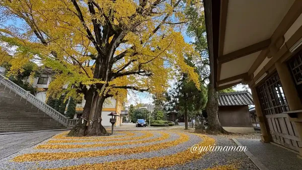 和霊神社の境内、円形に描かれたイチョウの落ち葉アート2