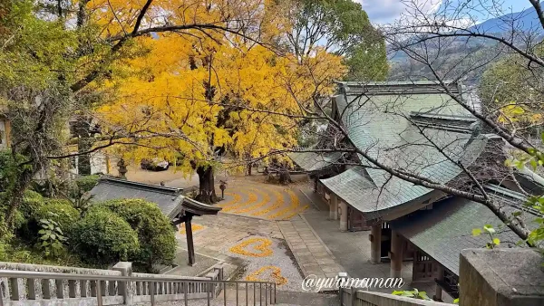 和霊神社の階段から見下ろすイチョウアートの全景