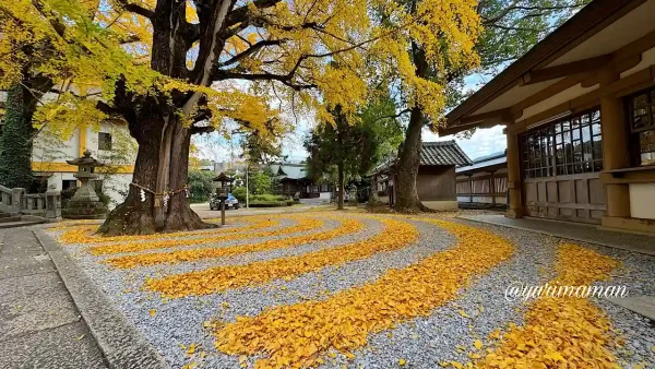 和霊神社の境内、円形に描かれたイチョウの落ち葉アート