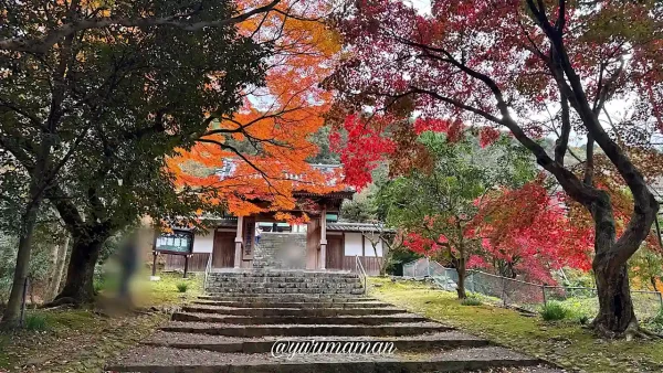 瑞應寺で見られるイチョウと紅葉が同時に楽しめる贅沢な風景