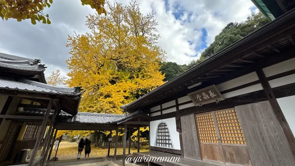 瑞應寺で見られるイチョウの木の紅葉が見事