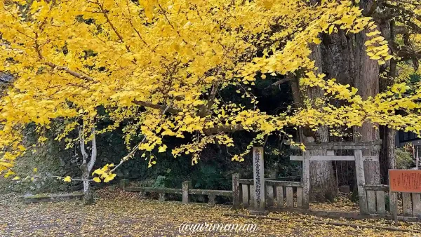 瑞應寺のイチョウの木と敷き詰められた落ち葉の絨毯風景