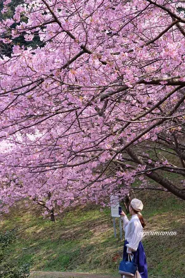 藤山健康文化公園の河津桜が美しい。見頃は2月～3月