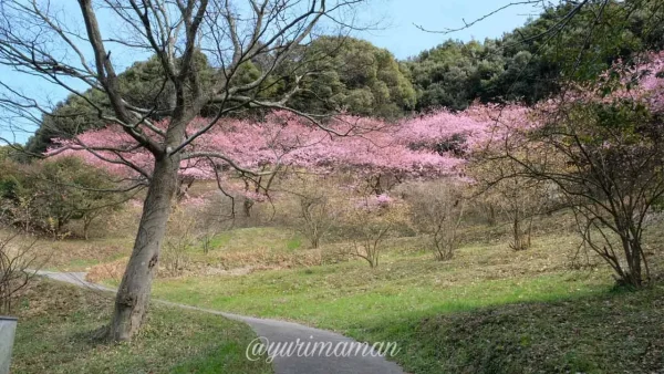 藤山健康文化公園の河津桜が美しい。見頃は2月～3月-2