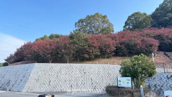 藤山健康文化公園の西駐車場側に咲く山茶花（2025年1月19日撮影）