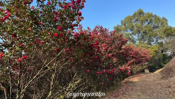 藤山健康文化公園で山茶花が咲き誇りピンクの絨毯ができ始める（2025年1月19日撮影）