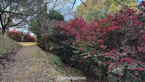 藤山健康文化公園_1月は山茶花と蝋梅が見られるスポット1