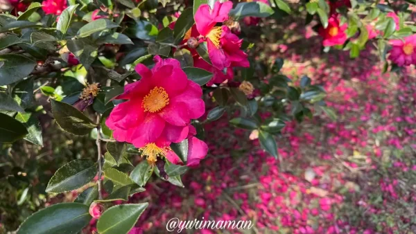 藤山健康文化公園の山茶花と蝋梅_最後に