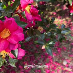 藤山健康文化公園の山茶花と蝋梅_サムネイル画像