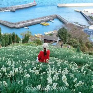 日本水仙花開道_サムネイル画像