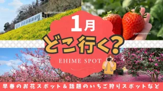 1月の愛媛のおすすめお出かけスポット。菜の花、河津桜、いちご狩りなど_サムネイル画像