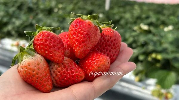 しまなみいちご園_今治にオープンしたいちご園のハウスの中2