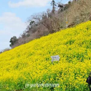 閏住の菜の花畑_サムネイル画像