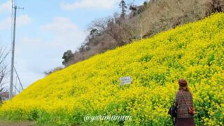 閏住の菜の花畑_サムネイル画像