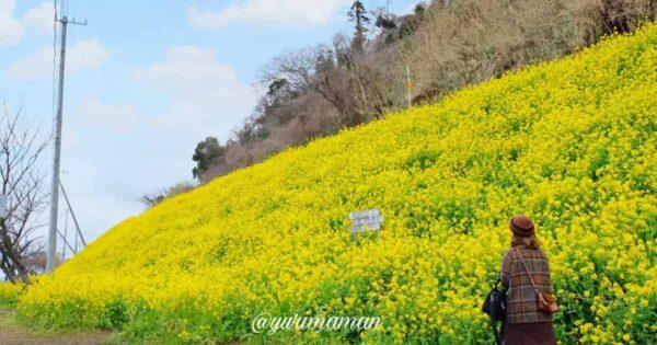 閏住の菜の花畑_サムネイル画像