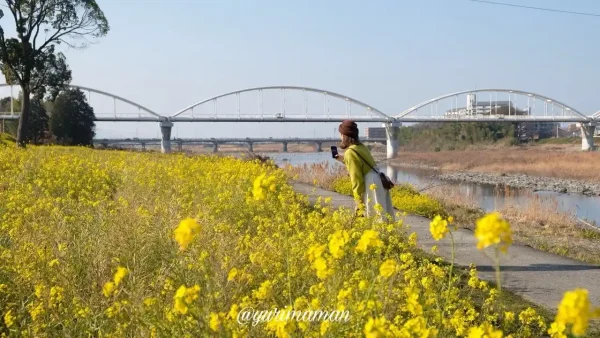 2024年2月13日、西条市加茂川河川敷の菜の花畑で写真を撮るゆりママん。春の訪れを感じる風景。