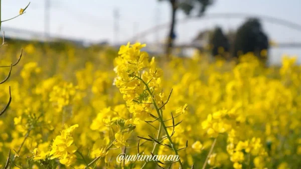 2024年2月13日、西条市加茂川河川敷で満開の菜の花。鮮やかな黄色の花が一面に広がる景色。