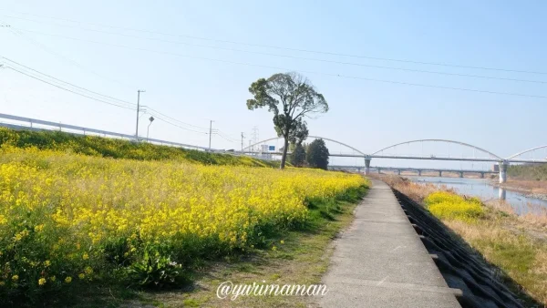 2024年2月13日、西条市加茂川河川敷の菜の花が咲く遊歩道。春らしい景色が広がる。1