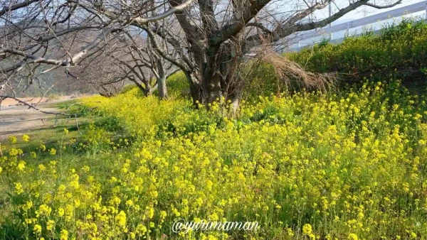 2024年2月13日、西条市加茂川河川敷で満開の菜の花。鮮やかな黄色の花が一面に広がる景色。3