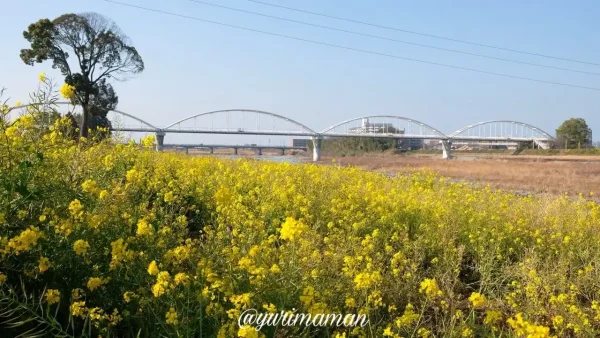 2024年2月13日、西条市加茂川河川敷で満開の菜の花。鮮やかな黄色の花が一面に広がる景色。2