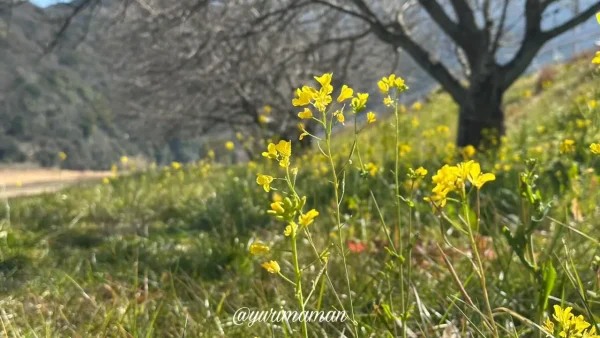 2025年2月14日、西条市加茂川河川敷の菜の花の様子。まだ開花していない状態。2