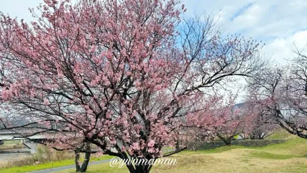 東温市茶堂公園の河津桜