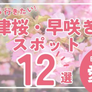 愛媛県の河津桜12選｜早咲き桜スポットで春を感じる絶景_サムネイル画像
