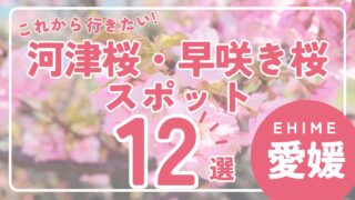 愛媛県の河津桜12選｜早咲き桜スポットで春を感じる絶景_サムネイル画像