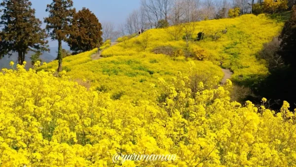 犬寄峠の黄色い丘で満開を迎えた菜の花とミモザの絶景1