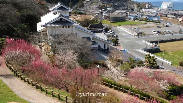 かわら館・瓦ふるさと公園(今治)梅の花開花のようす2 - ゆりママんブログ かわら館・瓦ふるさと公園(今治)梅の花開花のようす2