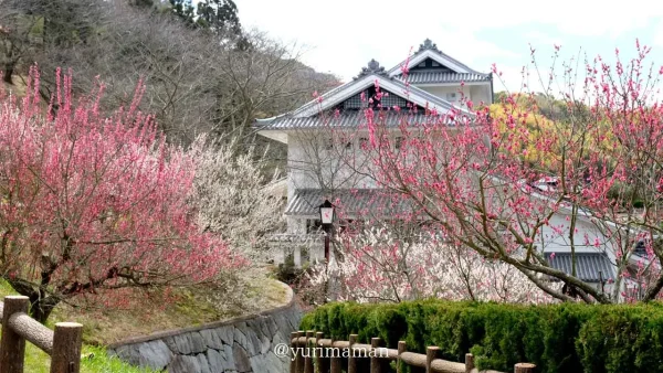 かわら館・瓦ふるさと公園(今治)梅の花開花のようす1 - ゆりママんブログ かわら館・瓦ふるさと公園(今治)梅の花開花のようす1