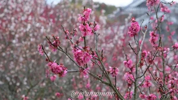 かわら館・瓦ふるさと公園(今治)梅の花開花のようす4 - ゆりママんブログ かわら館・瓦ふるさと公園(今治)梅の花開花のようす4