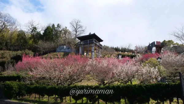 かわら館・瓦ふるさと公園(今治)梅の花開花のようす3 - ゆりママんブログ かわら館・瓦ふるさと公園(今治)梅の花開花のようす3