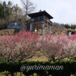 かわら館_瓦ふるさと公園_梅の花_サムネイル画像