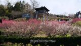 かわら館_瓦ふるさと公園_梅の花_サムネイル画像