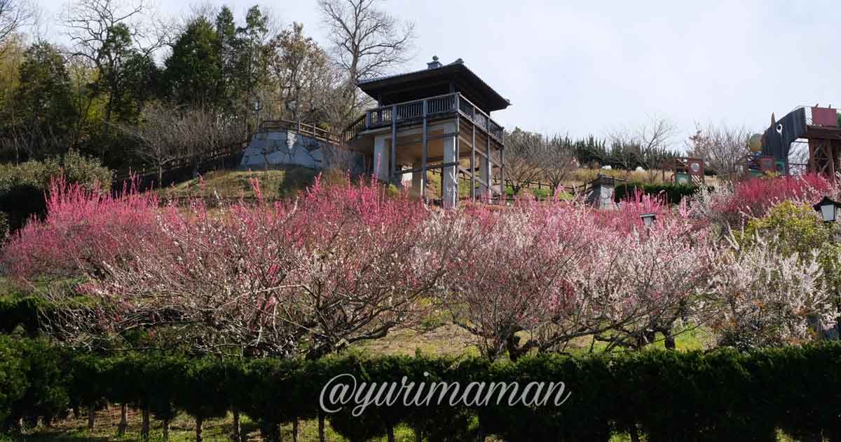 かわら館_瓦ふるさと公園_梅の花_サムネイル画像