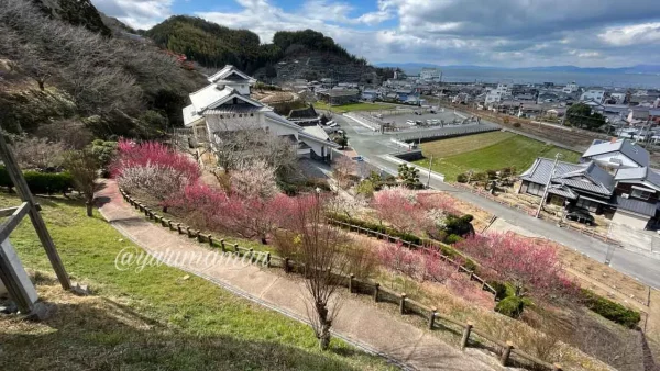 かわら館_瓦ふるさと公園_梅の花2