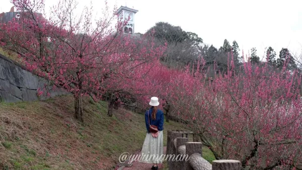 かわら館_瓦ふるさと公園_梅の花1