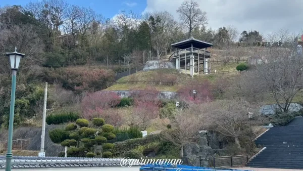 かわら館_瓦ふるさと公園_梅の花2025_1