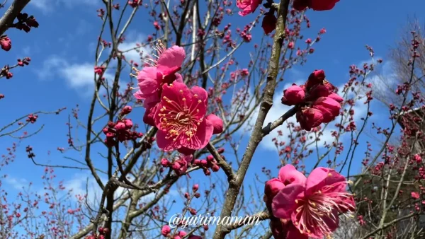 かわら館_瓦ふるさと公園_梅の花2025_2