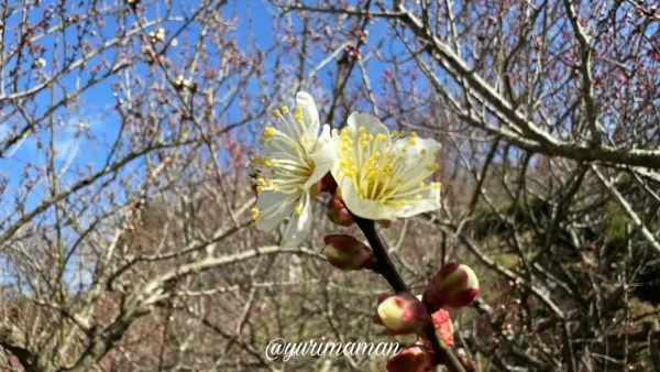 かわら館_瓦ふるさと公園_梅の花2025_3